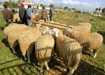 Envolée des prix du mouton,des fruits et légumes,du poulet..Tous les foyers algériens n’accompliront pas le rituel du sacrifice du mouton