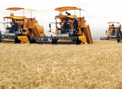 Importation de blé,L’Algérie évite le piège des spéculateurs