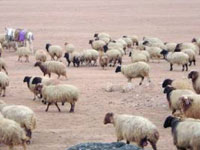 L’Abattage des agnelles qualifié de « Haram » par le Ministre de l’Agriculture