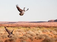 Lâchers de près de 1.000 outardes Houbara à El Bayadh Une réintroduction fragile face à la voracité de l’homme