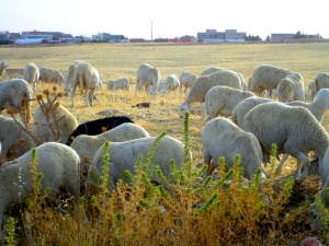 Le ministre de l&rsquo;agriculture à Boumerdès,“Pas d’importation de moutons pour l’Aïd”