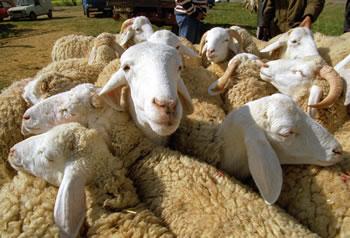 Les moutons sont vendus sur le net,La Kebch-connection