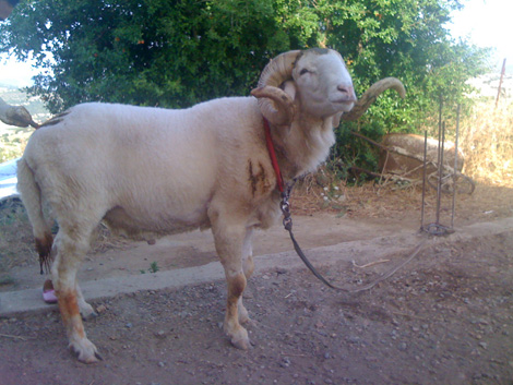 Prix du mouton de l&rsquo;aid,L’injustifiable flambée