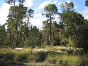 Signature d’un accord dans le domaine forestier