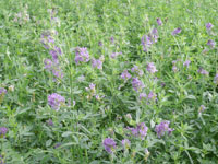 Souk Ahras / Eleveurs laitiers ,Initiation à la culture de la luzerne