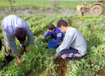 Tizi Ouzou,Ce qu&rsquo;a promis Benaïssa aux agriculteurs