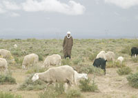 Trafic de cheptel à la veille de l’Aïd, 22 274 moutons volés