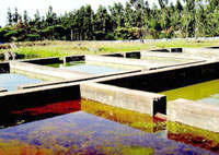 Bordj Bou-Arréridj ,Une ferme aquacole à El-Achir