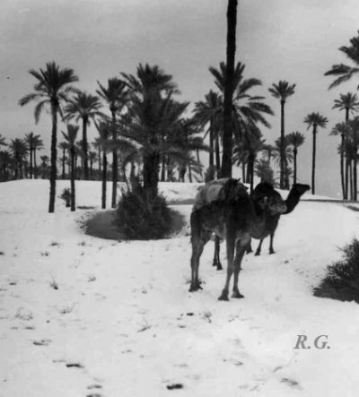 Neige dans les wilayas de Naâma, El Bayadh et Béchar