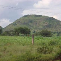 Programmes de reboisement