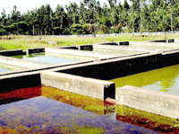 Aïn Témouchent ,Extension de la ferme «Aqua Sol»