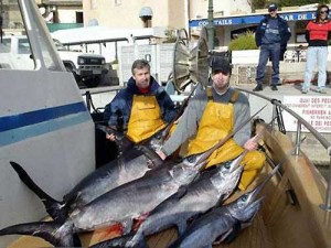 Algérie : La pêche de l’espadon interdite en mars