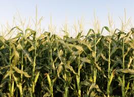 Algérie : Vers l’intensification de la culture du maïs pour réduire la facture alimentaire