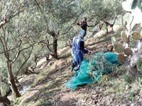 Faible récolte des olives à Bouzeguène, Le spectre d’une huile plus chère plane
