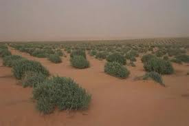 Lancement samedi de la campagne “1,5 million arbres pour 1,5 million Chouhada”