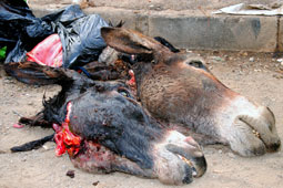 Les Algériens ont-ils encore mangé de la viande d’âne ?