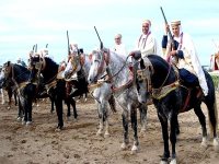 L’Organisation mondiale du cheval Barbe fête son 25ème anniversaire à Alger