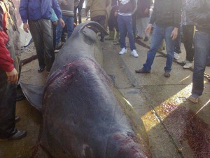 Requin échoué à tigzirt (Algérie, 28/12/1012).