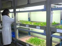 Un laboratoire de détection des OGM dans l’alimentation végétale à Constantine