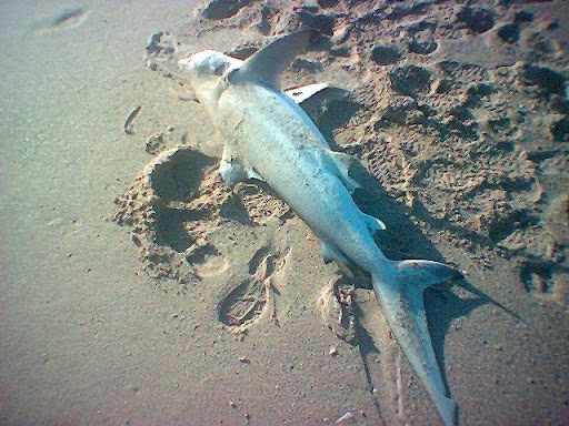Un requin échoué au port de Tigzirt
