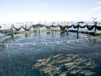 2012, une année phare pour le secteur de l’aquaculture à Ain Temouchent