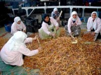 A Biskra, la pénurie de main d’œuvre est devenue le casse-tête des producteurs