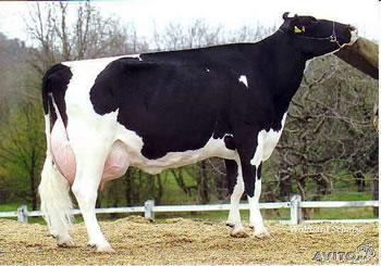 Agriculture,batiment,santé et énergie,L&rsquo;Autriche énumère ses projets de coopération avec Alger