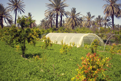 Développement : Le Sud, l’Eldorado de l’Algérie de demain