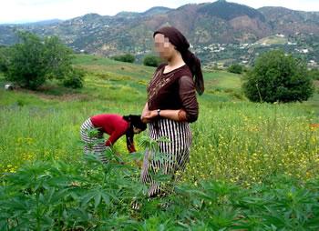 Gendarmes, militaires, hommes politiques impliqués, La drogue gangrène le Maroc