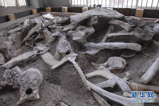 In salah, Découverte d’ossements de dinosaure