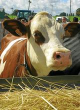 La Bretagne biberonne les vaches laitières en Algérie