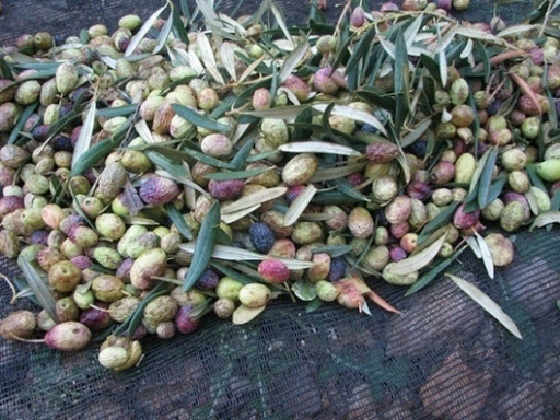 L&rsquo;Algérie a triplé ses plantations d&rsquo;oliviers en dix ans