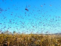 Lutte antiacridienne en Algérie : traitement de 48.000 hectares en 2012