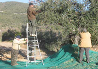 Mascara / Cueillette des olives,Quand la main-d’œuvre manque
