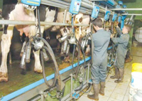 Partenariat algéro-français, Quel avenir pour la filière lait ?