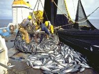 Pêche illicite du thon rouge dans les eaux territoriales Algériennes,L’affaire rejugée aujourd’hui par la cour de Annaba