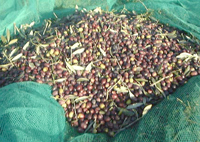 Tissemsilt / Production d’olives,Une hausse significative