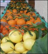 Une production de 1,82 million de quintaux d’agrumes prévue dans la wilaya de Relizane