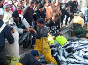 Algérie : 40 milliards de dinars pour moderniser 14 pêcheries