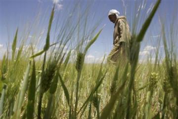 Algérie : plus de 150.000 ha détournés de leur vocation agricole