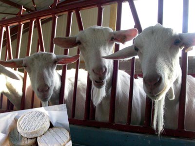 Association des éleveurs caprins « Atlas CAP » Lait et fromage de chèvre 100% algérien, bientôt sur les étals