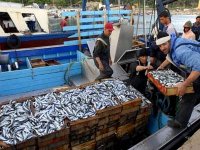 Boumerdès : amélioration de la production halieutique, persistance de la hausse des prix