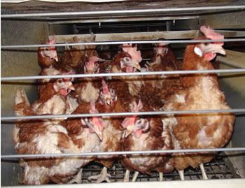 deux éleveurs avicoles à Bouira crient à l&rsquo;arnaque, »Rendez-nous notre argent! »