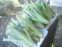 El-Tarf / Une activité très prisée, Allons cueillir les cardons !