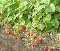 Jijel,Intensifier la culture de la fraise