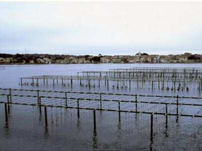 Le centre pilote conchylicole de Bou-ismail opérationnel,Un outil scientifique de recherche au profit des opérateurs