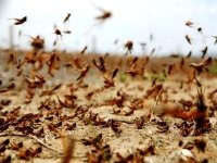 Mise en place d’une cellule d’observation et de lutte antiacridienne à Naâma