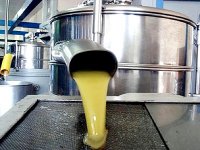 Plus de 1,5 million de litres de l’huile d’olives produits à Batna