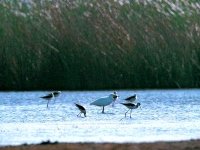 Plus de 56.000 oiseaux d’eau dénombrés à El Tarf