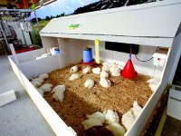 Rush à la grande exposition de l’agriculture, Du traditionnel à la modernité